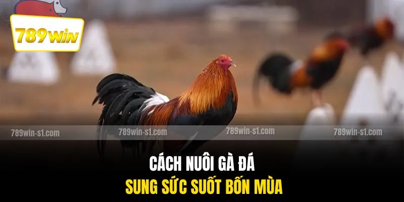 Cách nuôi gà đá sung sức suốt bốn mùa
